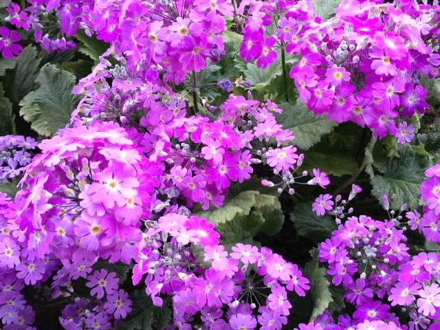 桜草本格見頃2016