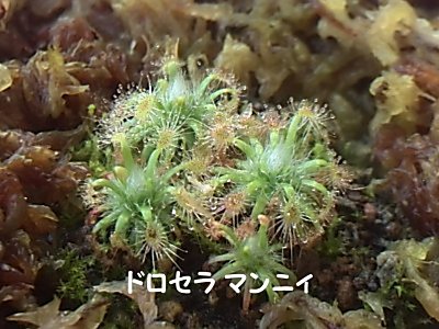 ドロセラ モウセンゴケ の栽培 僕の食虫植物日記 楽天ブログ