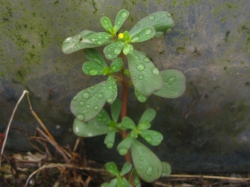 スベリヒユ 抜いても抜いてもまた次々に生えてくる畑の雑草の代表です 昔から食用にされており 茹でておひたしにして食べていたそうです 新潟市北区での自然観察 その9 しろうと自然科学者の自然観察日記 楽天ブログ