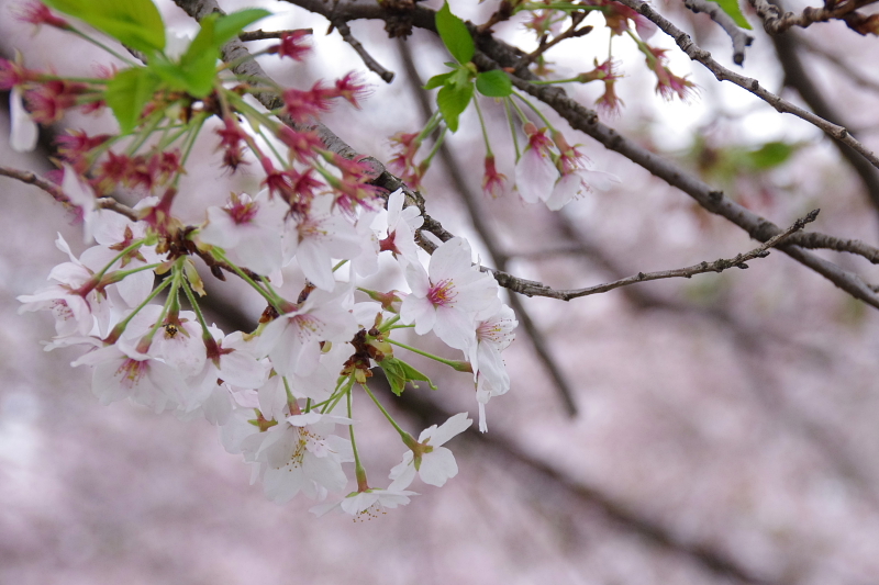 2016Sakura17.jpg