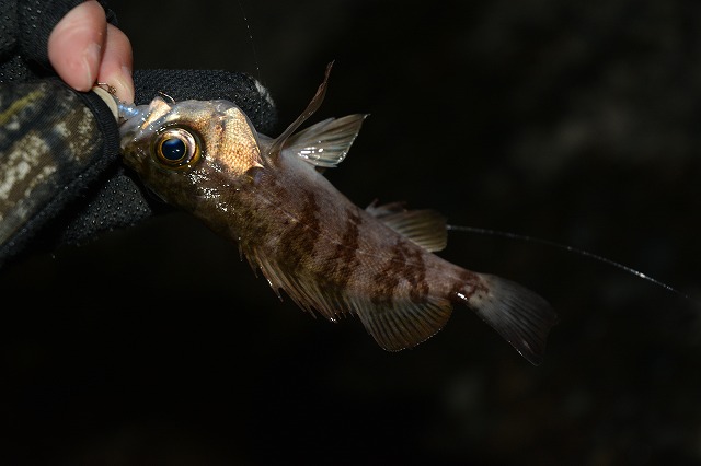 showPhoto (640×426)