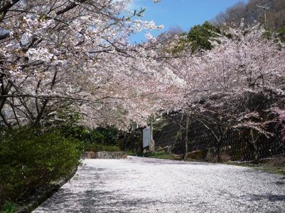 舞い散った、桜の花びら.JPG