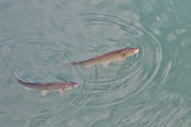 P95A2177 (640x427).jpg