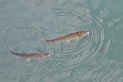 P95A2177 (640x427).jpg