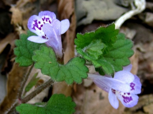 カキドオシの花が咲いていました 花のつくりを詳しく観察してみました 昭和記念公園での自然観察 その4 しろうと自然科学者の自然観察日記 楽天ブログ