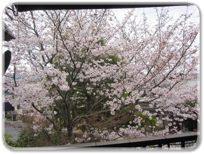 ４月６日満開の桜_2214.jpg
