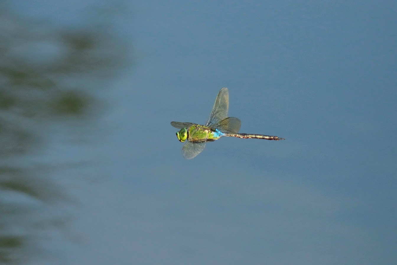 348A81692019ギンヤンマ.JPG