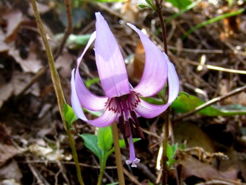 花が下向きに咲いている姿から 初恋 の花言葉があるカタクリの花 自然観察の振返り 10 ユリ科の植物 第7回 しろうと自然科学者の自然観察日記 楽天ブログ