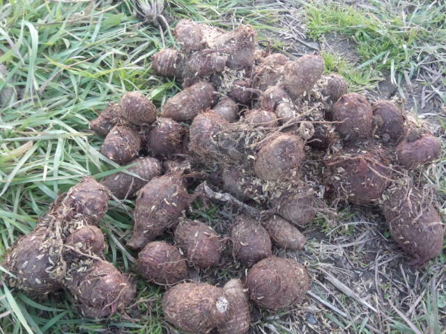 02サトイモの地中保存した種芋