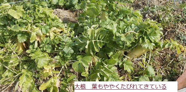 だいこん (2).JPG