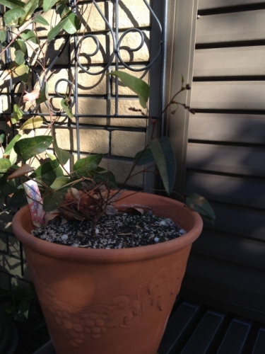 IMG_2578 (480x640).jpg