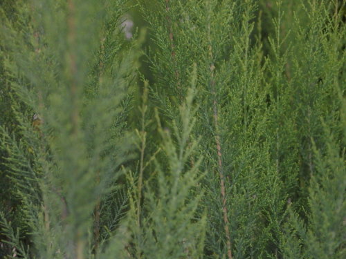 2015-06-07 17.05.57.jpg