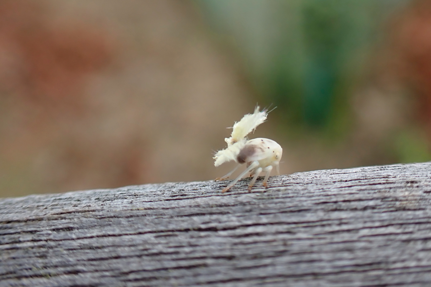_6120095.JPG