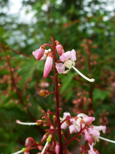 水上の里山の花201308194.jpg