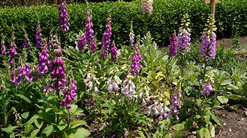 20150525 11005901.JPG