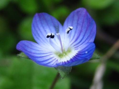 オオイヌノフグリの花 早春 3月中旬 の高尾山での自然観察 その3 しろうと自然科学者の自然観察日記 楽天ブログ