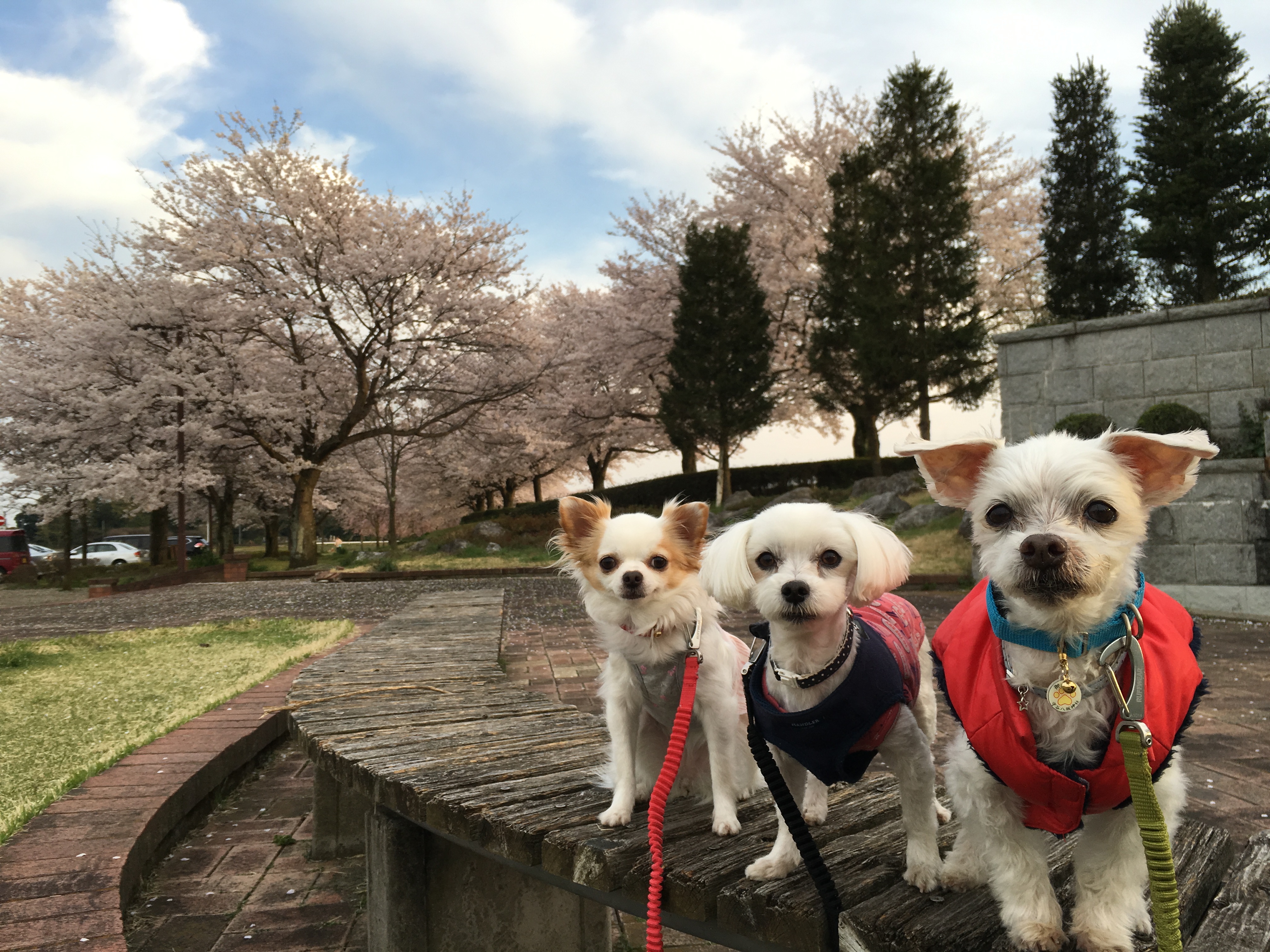 201604151609_8164_iphone.jpg