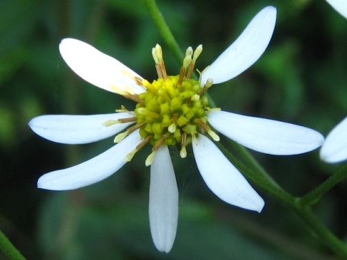 シラヤマギクの花 秋の高尾山での自然観察 その5 しろうと自然科学者の自然観察日記 楽天ブログ