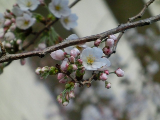 spring has come.jpg
