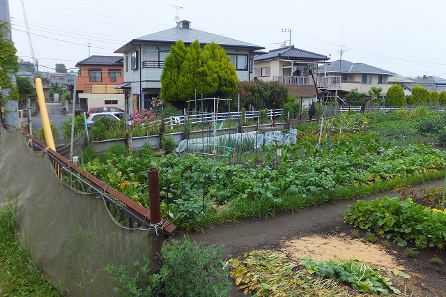 2014.06.08  今がピークの野菜畑 001.jpg