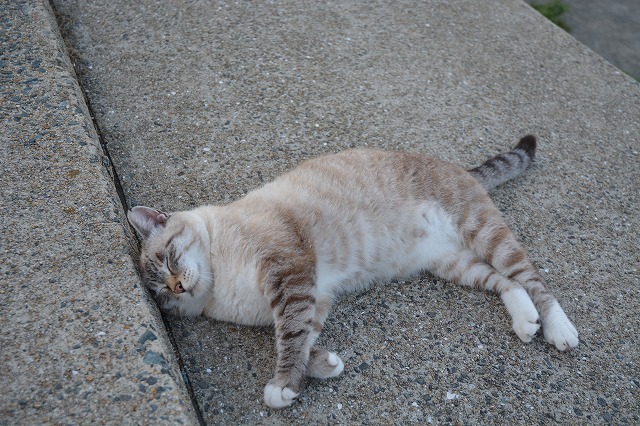 showPhoto (640×426)