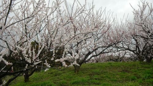 034名阪国道南側の梅林 (3).JPG