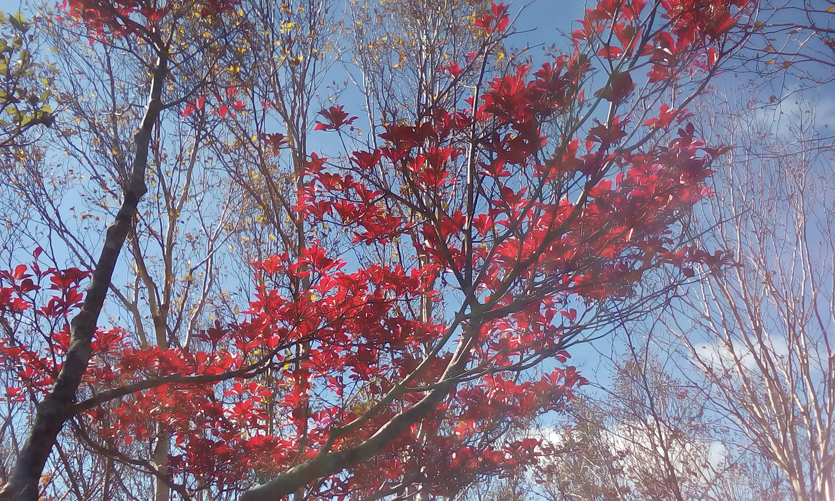 IMG_20151013_101414.jpg