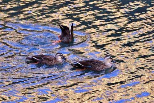 P95A2712 (640x427).jpg