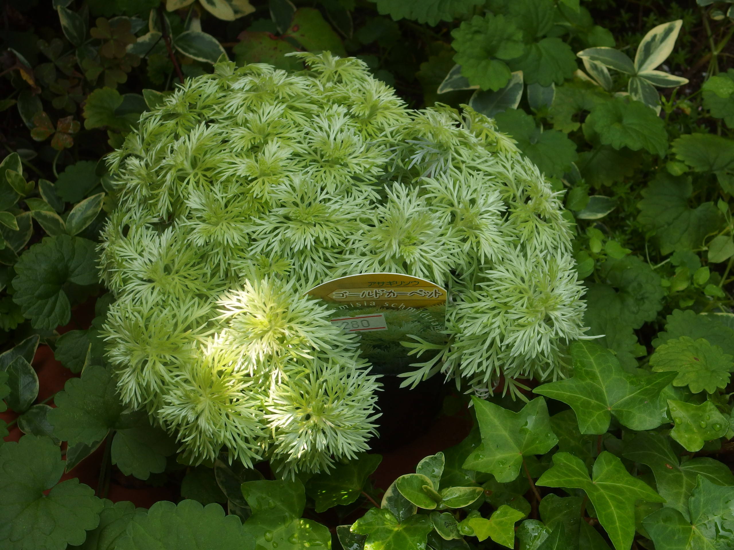 2015-06-24 08.32.07.jpg