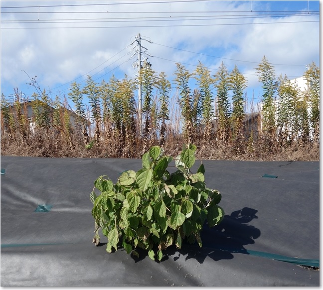 18関西線の根性草