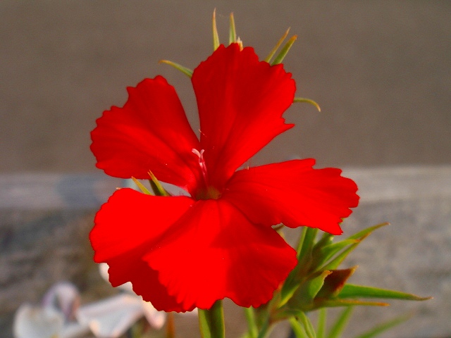 DSC01540.jpg