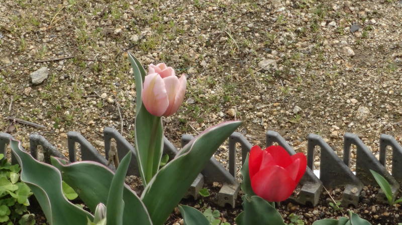 DSC08428.JPG