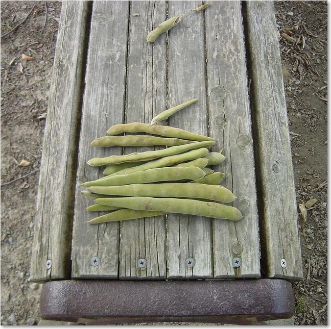 38ベンチの上には・・・