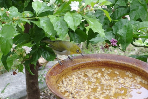 IMGP1946 (1024x683).jpg