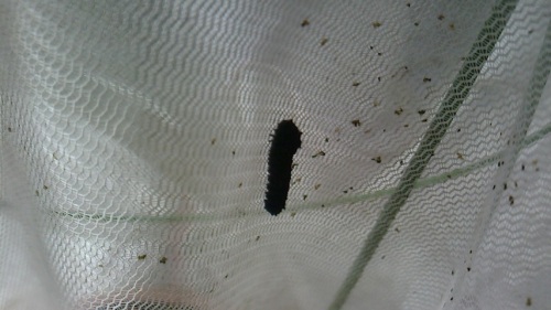 今年もカブラハバチの幼虫が出始めました ネコ様とガーデニング 楽天ブログ