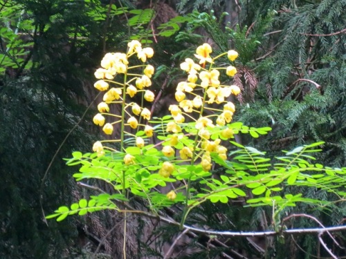 ジャケツイバラの花 初夏 5月下旬 の高尾山での自然観察 その7 しろうと自然科学者の自然観察日記 楽天ブログ