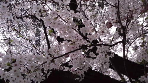 桜と松のコラボ2014