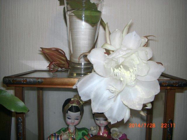 月下美人1.jpg