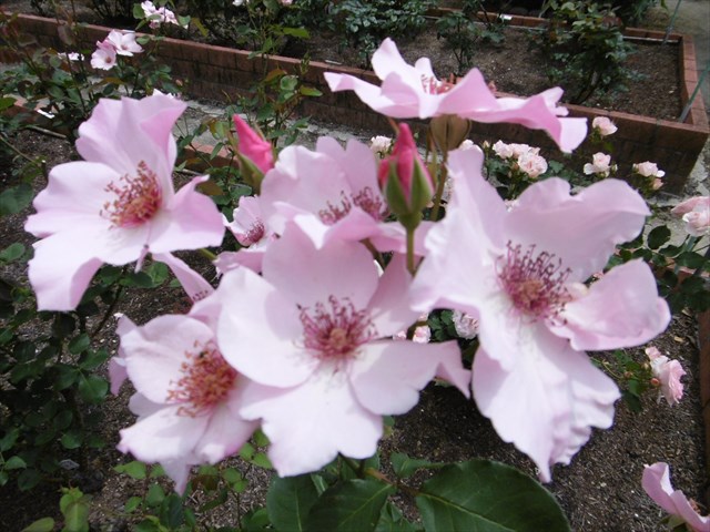 P1200719_R.JPG