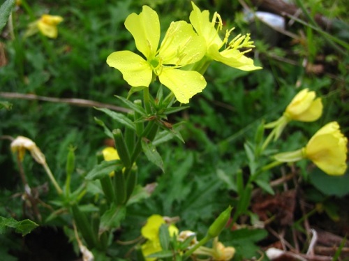 メマツヨイグサの花 秋の裏磐梯での自然観察 その27 しろうと自然科学者の自然観察日記 楽天ブログ