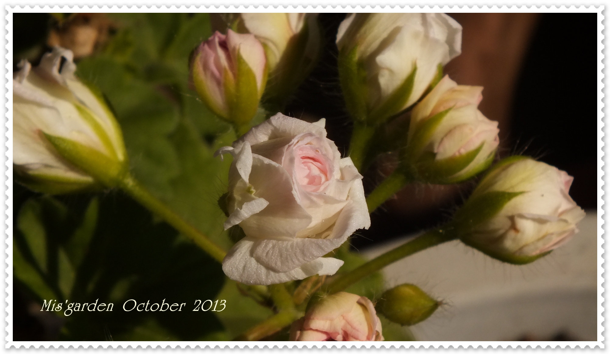DSCF0907.JPG