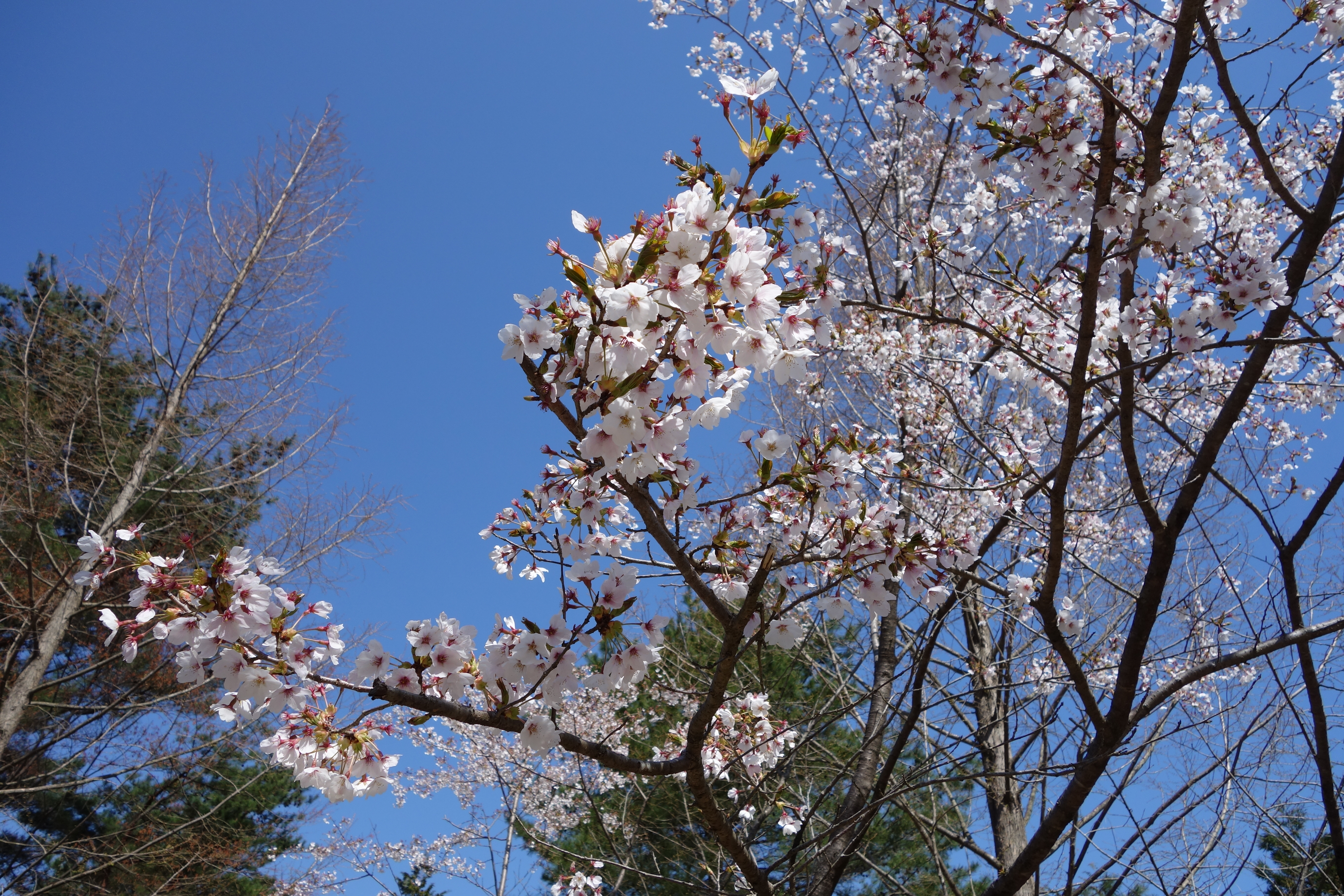 DSC00007.JPG