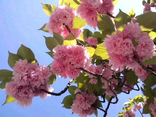 快晴の下の牡丹桜_4月20日