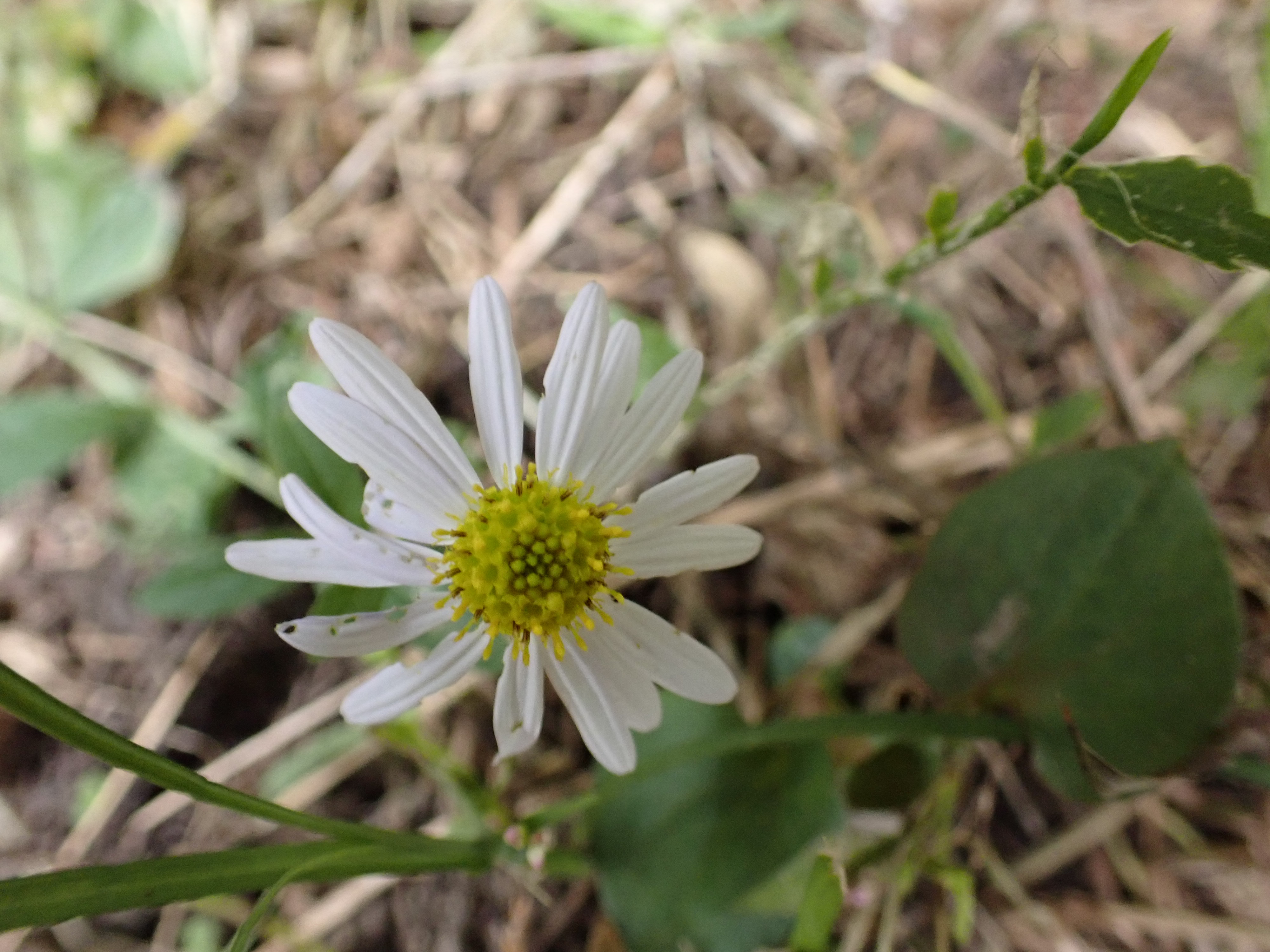 _A090272.JPG