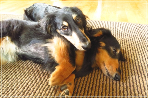 犬on犬 ちょびハウス 楽天ブログ