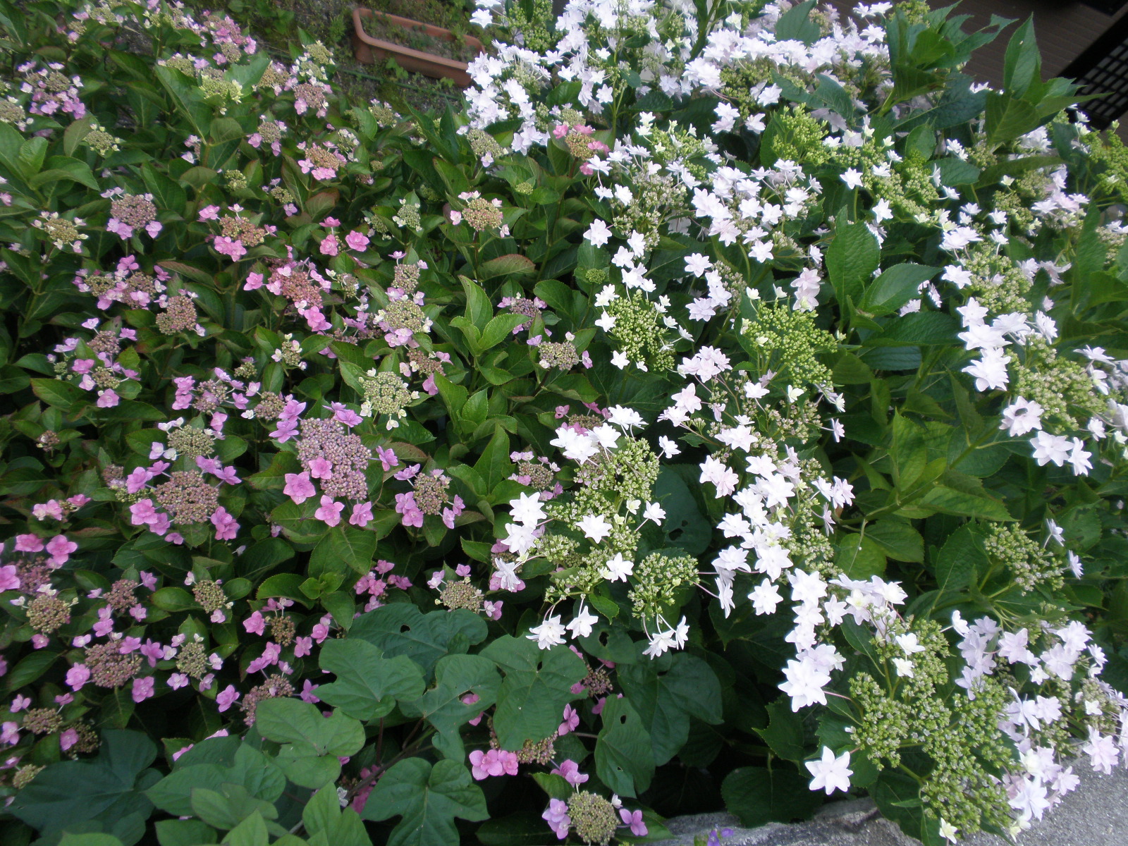 P6101026.JPG