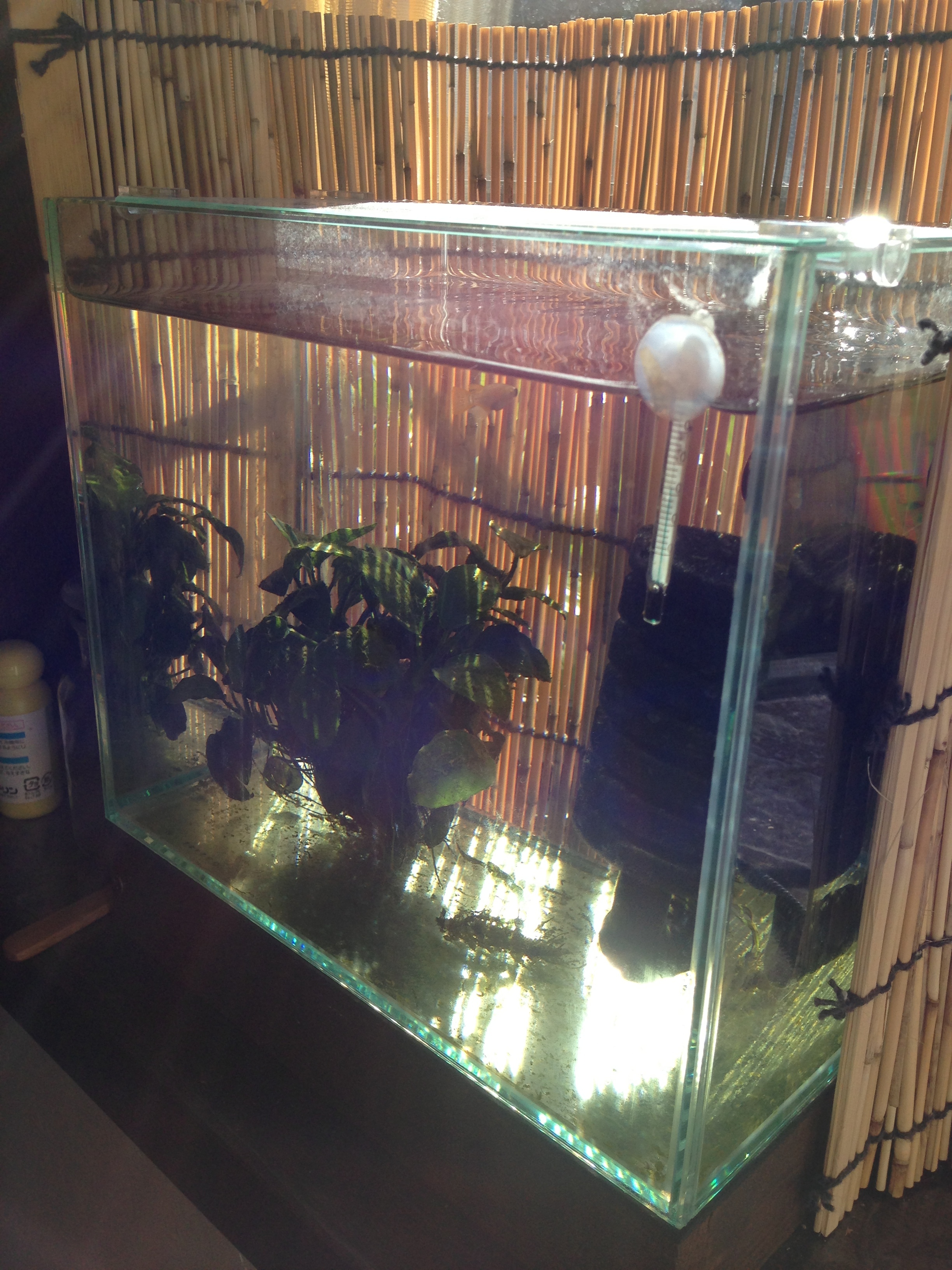 201211102305_6518_iphone.jpg