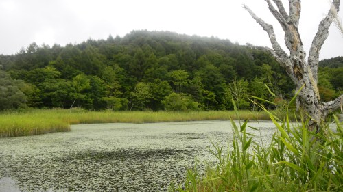 013県道６４号線沿いの沼 (4).JPG