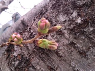 色づく桜の蕾2017