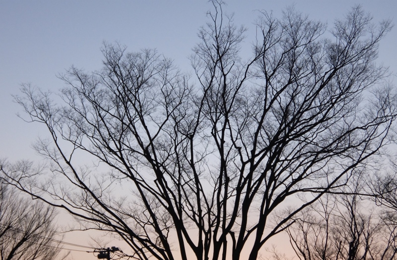 DSCF6952 (800x525).jpg